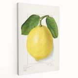 Large canvas print featuring an array of colorful fruits, ideal for kitchen wall art.