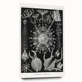 Abstract Modern Art – Bold Red and Black Design on Acrylic Glass