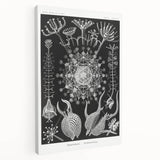 Abstract Modern Art – Bold Red and Black Design on Acrylic Glass