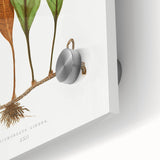 Romanticism Art: Niphobolus Lingua Botanical Illustration Canvas