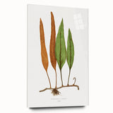 Romanticism Art: Niphobolus Lingua Botanical Illustration Canvas
