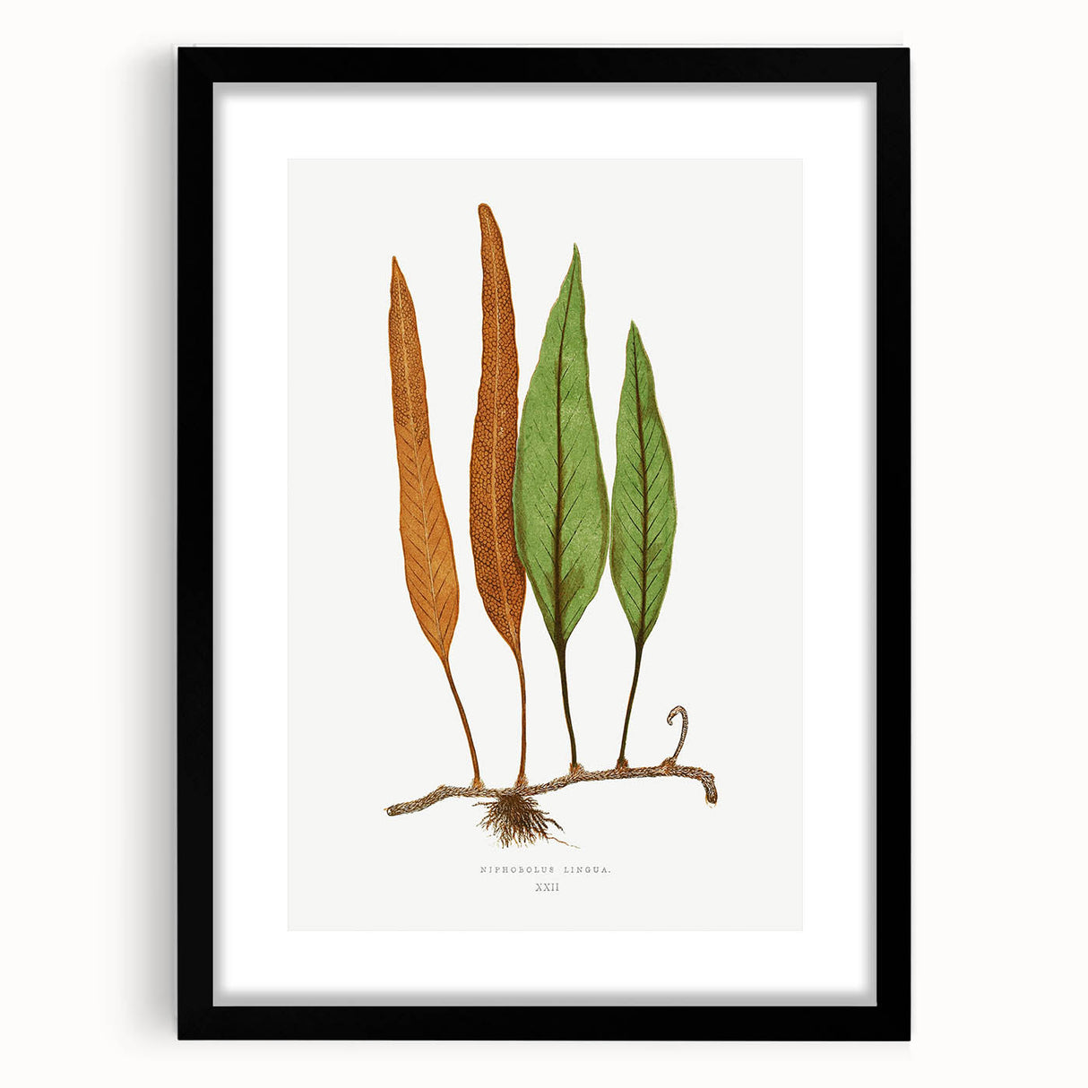 Romanticism Art: Niphobolus Lingua Botanical Illustration Canvas