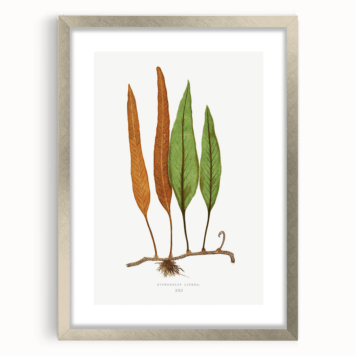 Romanticism Art: Niphobolus Lingua Botanical Illustration Canvas