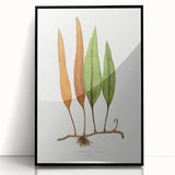 Romanticism Art: Niphobolus Lingua Botanical Illustration Canvas