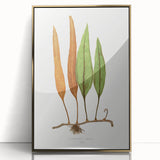 Romanticism Art: Niphobolus Lingua Botanical Illustration Canvas