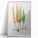Romanticism Art: Niphobolus Lingua Botanical Illustration Canvas