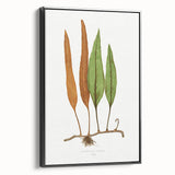 Romanticism Art: Niphobolus Lingua Botanical Illustration Canvas