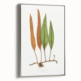 Romanticism Art: Niphobolus Lingua Botanical Illustration Canvas