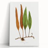 Romanticism Art: Niphobolus Lingua Botanical Illustration Canvas