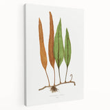 Romanticism Art: Niphobolus Lingua Botanical Illustration Canvas