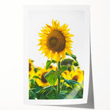 Spring-themed floral art on rolled canvas featuring soft pastel shades, ideal for art wall dining room or bathroom decor.