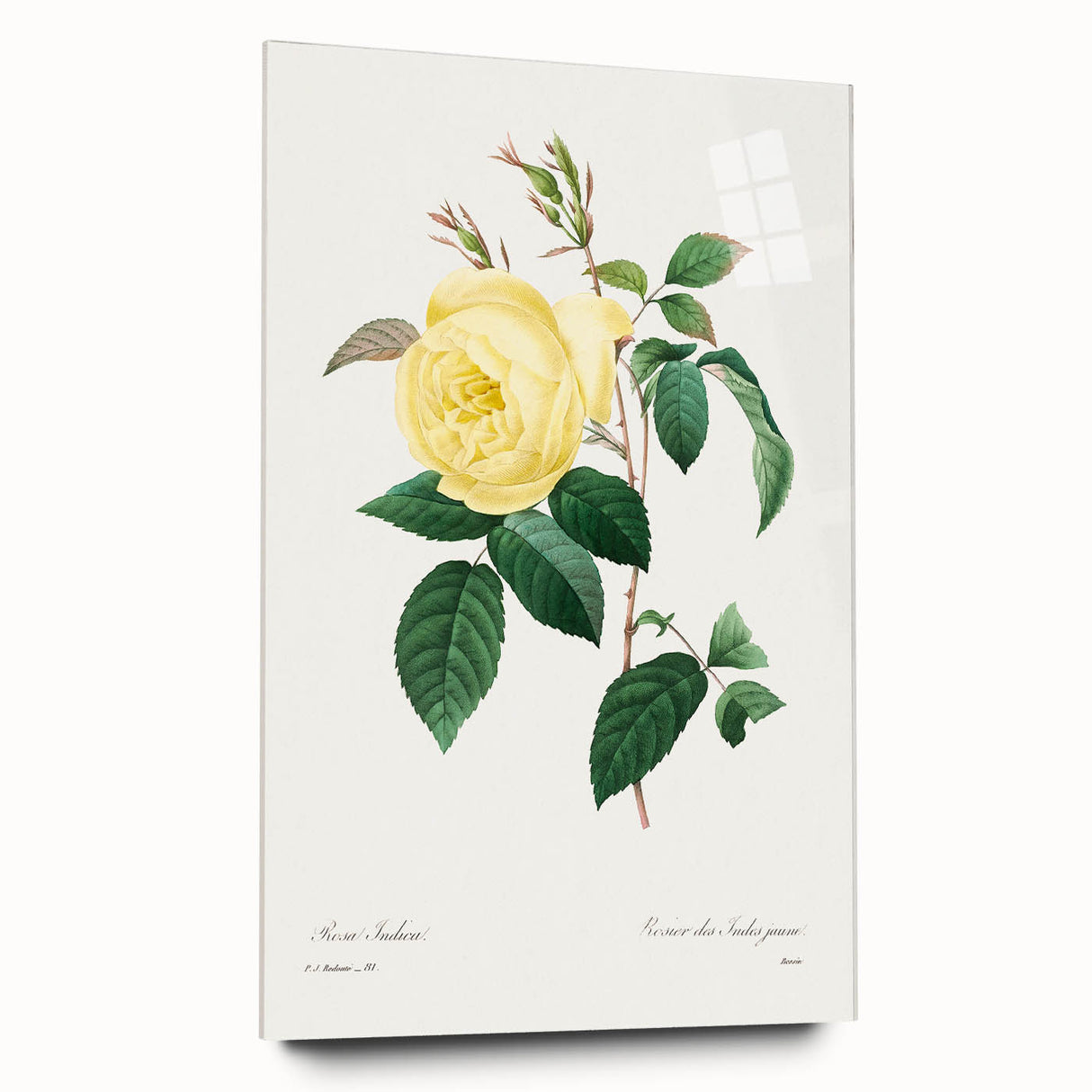 Neoclassical Art Print - Yellow Rose Botanical Illustration by Redouté
