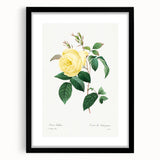 Neoclassical Art Print - Yellow Rose Botanical Illustration by Redouté
