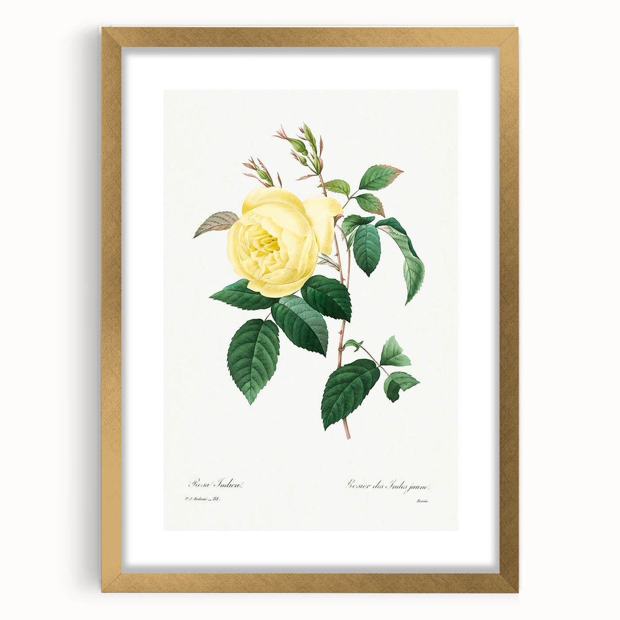 Neoclassical Art Print - Yellow Rose Botanical Illustration by Redouté