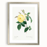 Neoclassical Art Print - Yellow Rose Botanical Illustration by Redouté