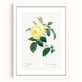 Neoclassical Art Print - Yellow Rose Botanical Illustration by Redouté