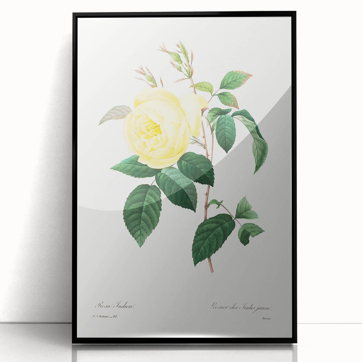 Neoclassical Art Print - Yellow Rose Botanical Illustration by Redouté