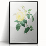 Neoclassical Art Print - Yellow Rose Botanical Illustration by Redouté
