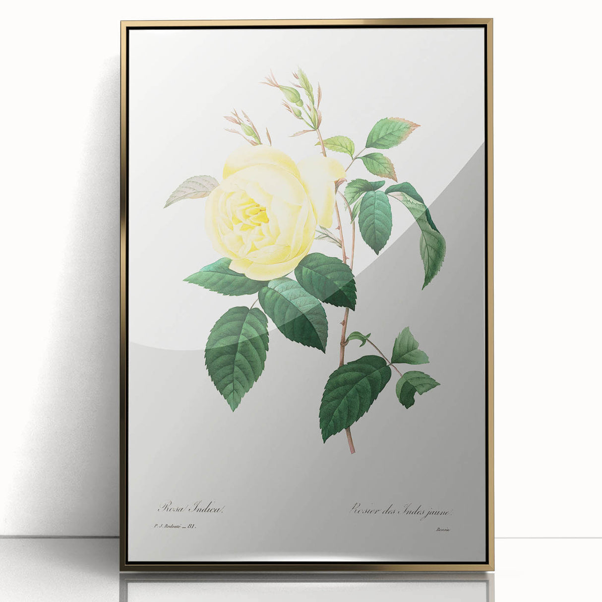 Neoclassical Art Print - Yellow Rose Botanical Illustration by Redouté