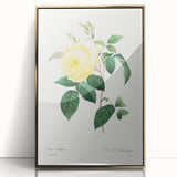 Neoclassical Art Print - Yellow Rose Botanical Illustration by Redouté