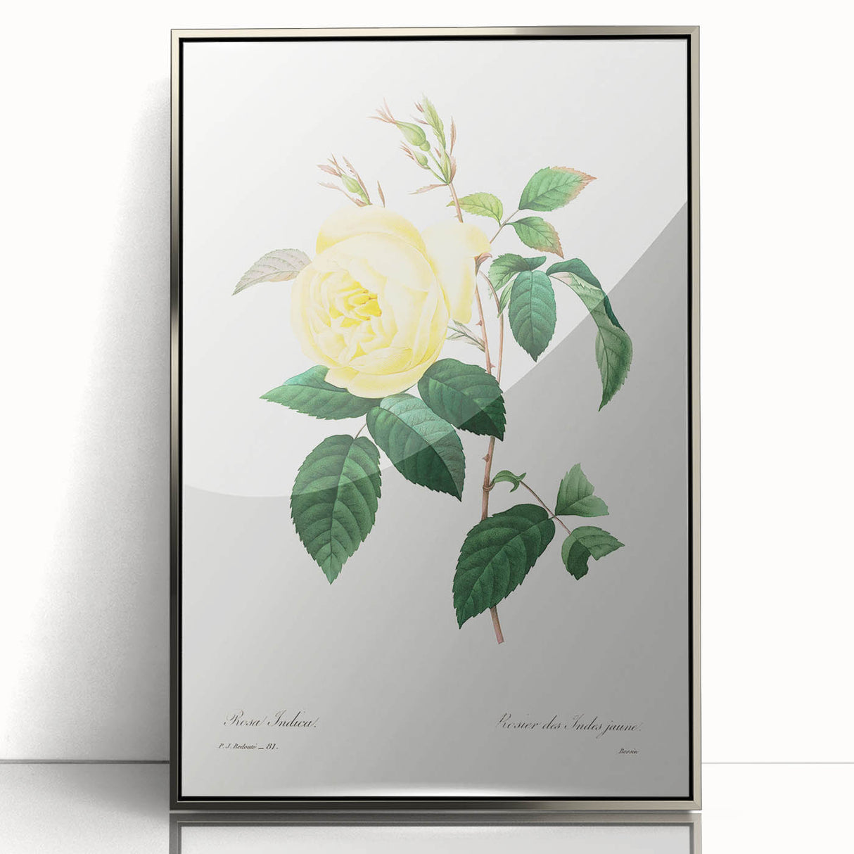 Neoclassical Art Print - Yellow Rose Botanical Illustration by Redouté