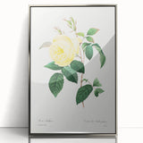 Neoclassical Art Print - Yellow Rose Botanical Illustration by Redouté