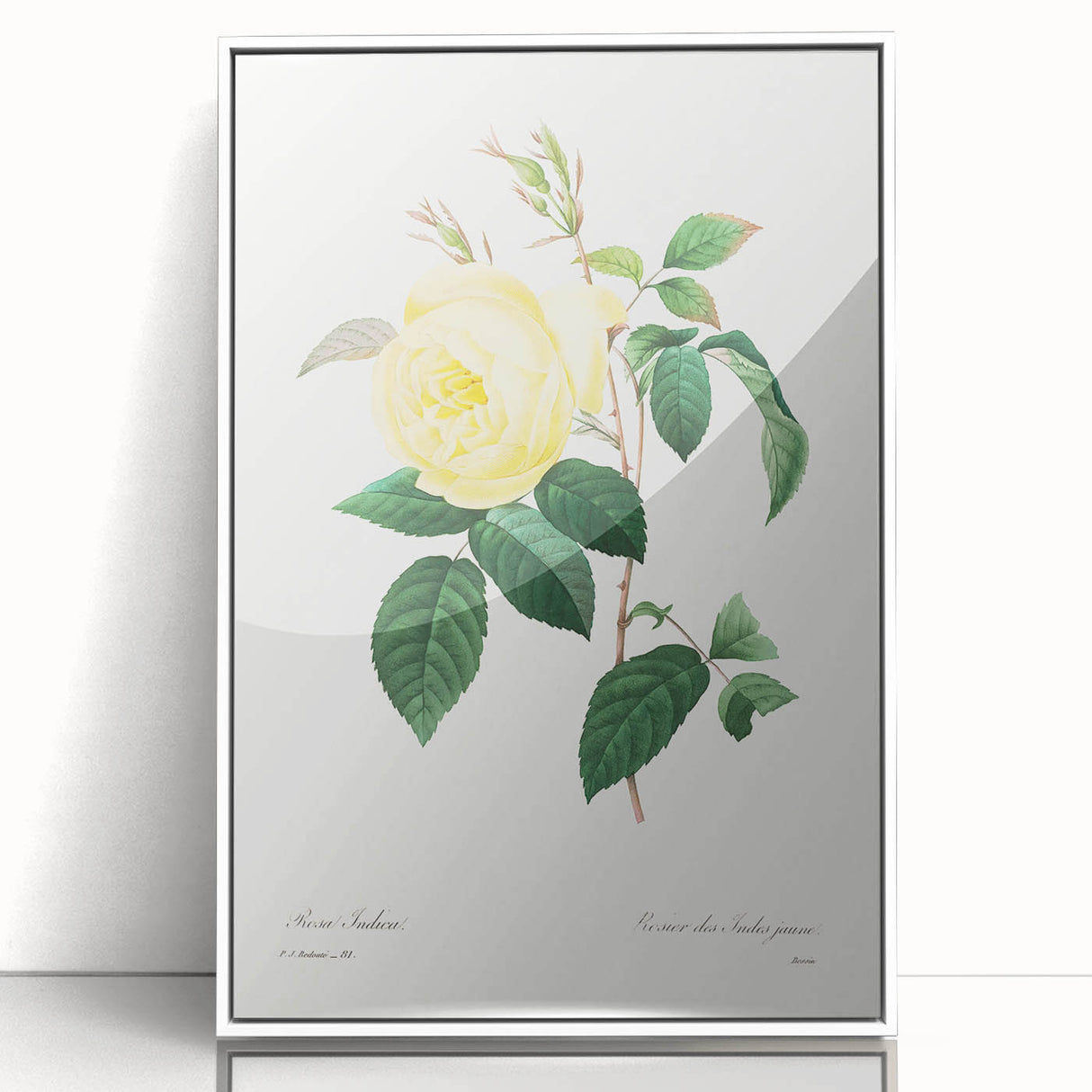 Neoclassical Art Print - Yellow Rose Botanical Illustration by Redouté