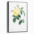 Neoclassical Art Print - Yellow Rose Botanical Illustration by Redouté