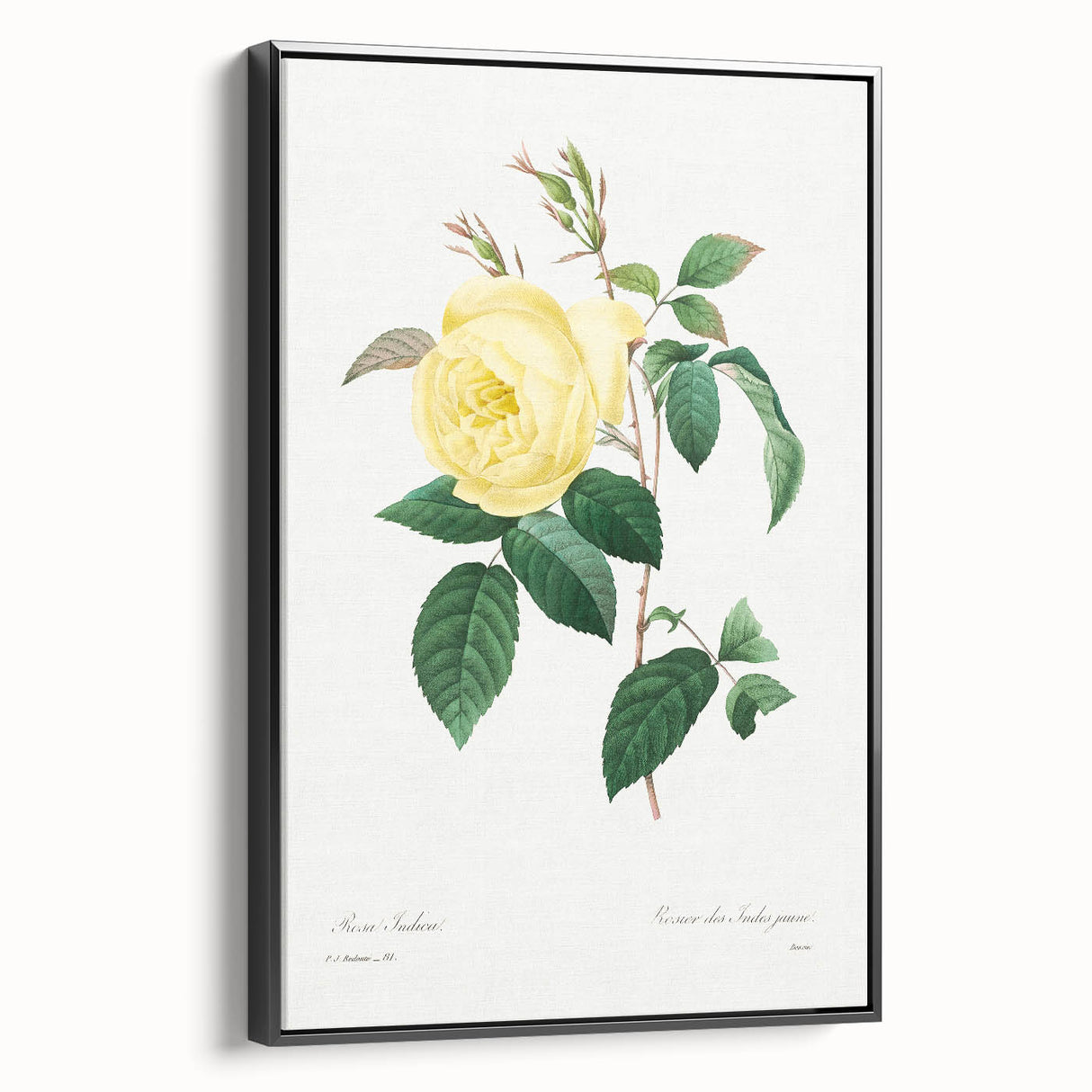Neoclassical Art Print - Yellow Rose Botanical Illustration by Redouté