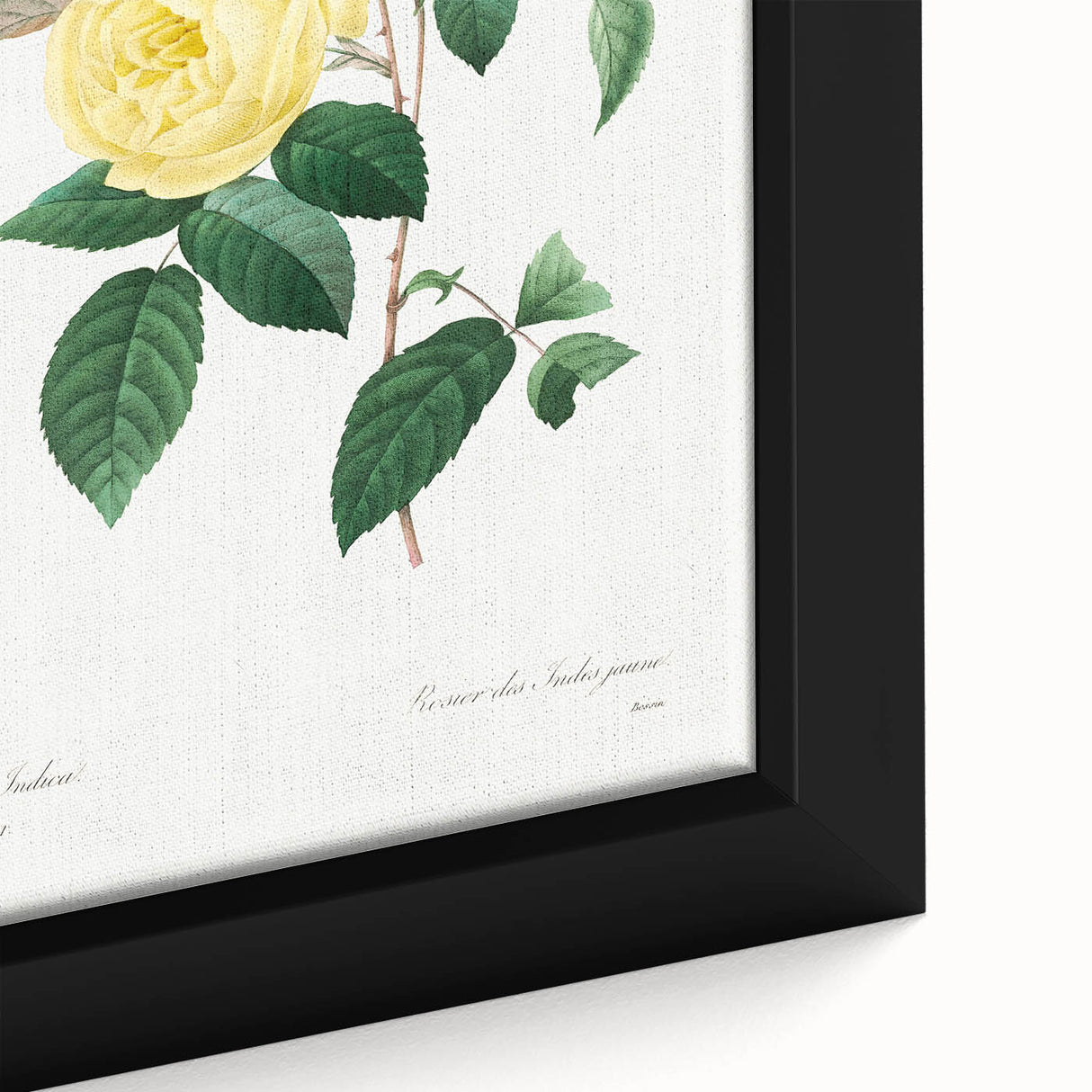 Neoclassical Art Print - Yellow Rose Botanical Illustration by Redouté