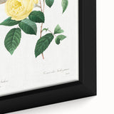 Neoclassical Art Print - Yellow Rose Botanical Illustration by Redouté