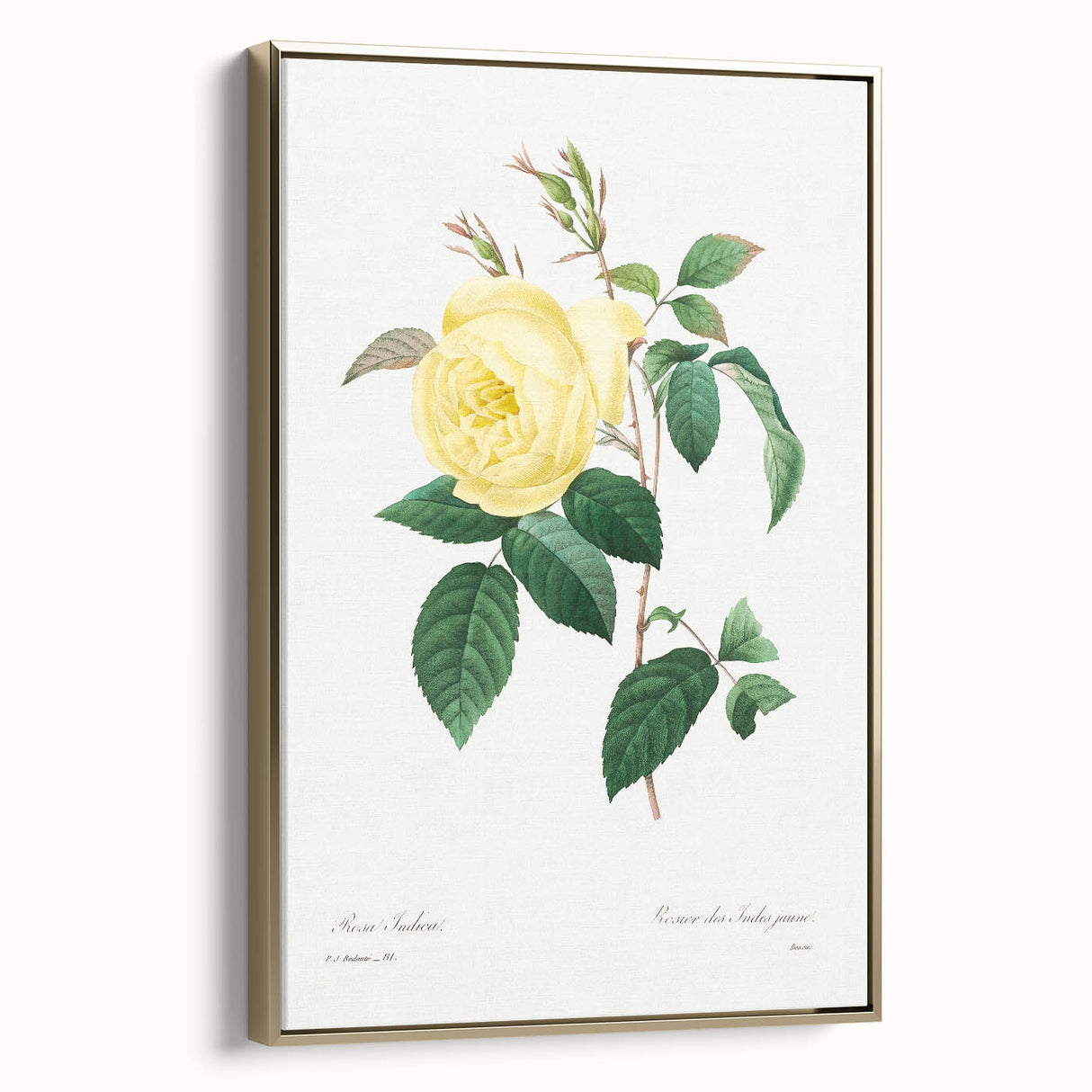 Neoclassical Art Print - Yellow Rose Botanical Illustration by Redouté