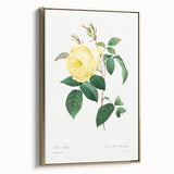 Neoclassical Art Print - Yellow Rose Botanical Illustration by Redouté