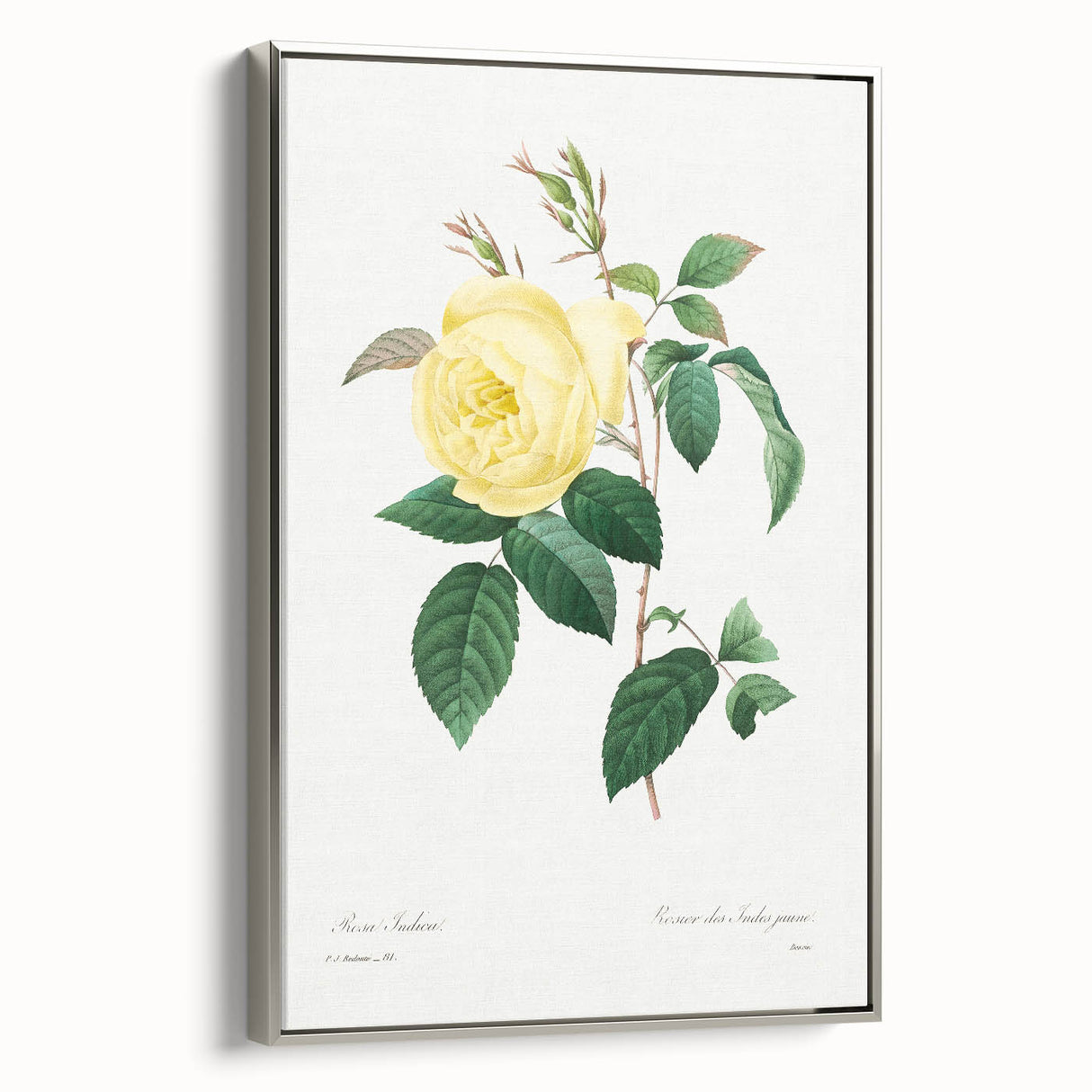 Neoclassical Art Print - Yellow Rose Botanical Illustration by Redouté