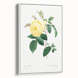 Neoclassical Art Print - Yellow Rose Botanical Illustration by Redouté