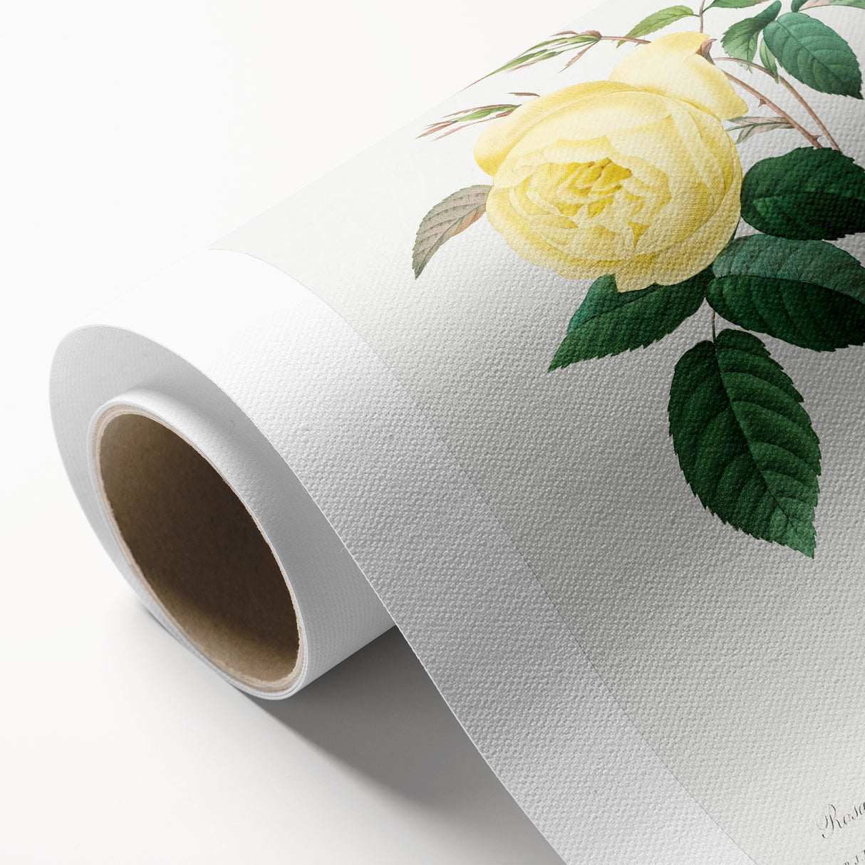 Neoclassical Art Print - Yellow Rose Botanical Illustration by Redouté