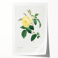 Neoclassical Art Print - Yellow Rose Botanical Illustration by Redouté