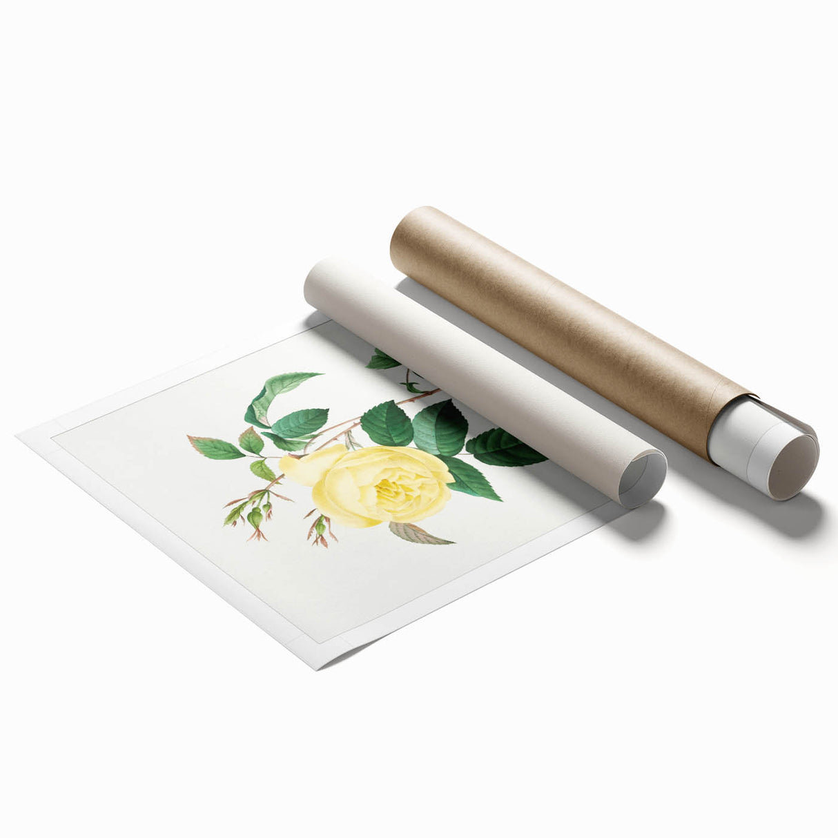 Neoclassical Art Print - Yellow Rose Botanical Illustration by Redouté