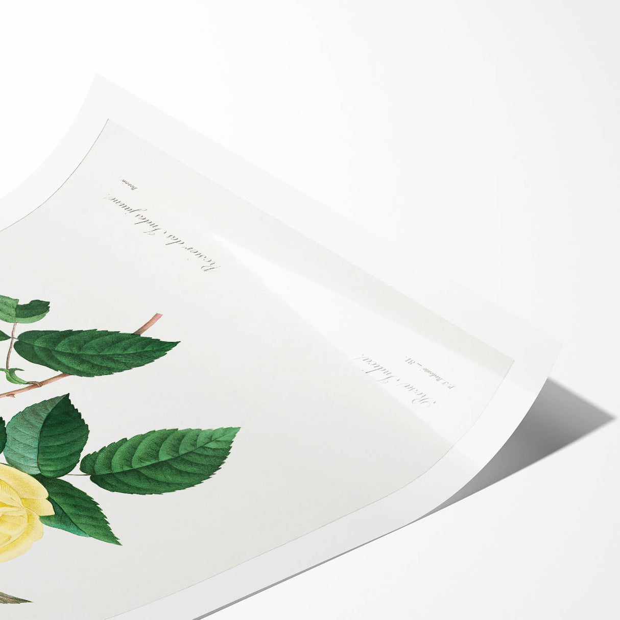 Neoclassical Art Print - Yellow Rose Botanical Illustration by Redouté