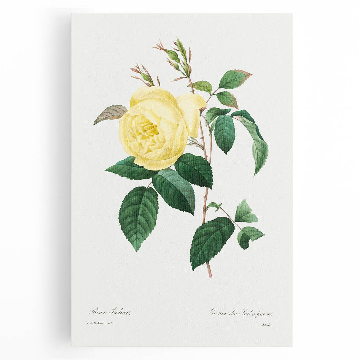 Neoclassical Art Print - Yellow Rose Botanical Illustration by Redouté