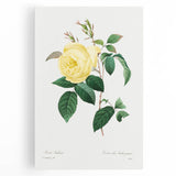 Neoclassical Art Print - Yellow Rose Botanical Illustration by Redouté