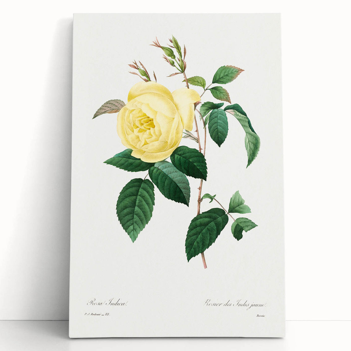 Neoclassical Art Print - Yellow Rose Botanical Illustration by Redouté