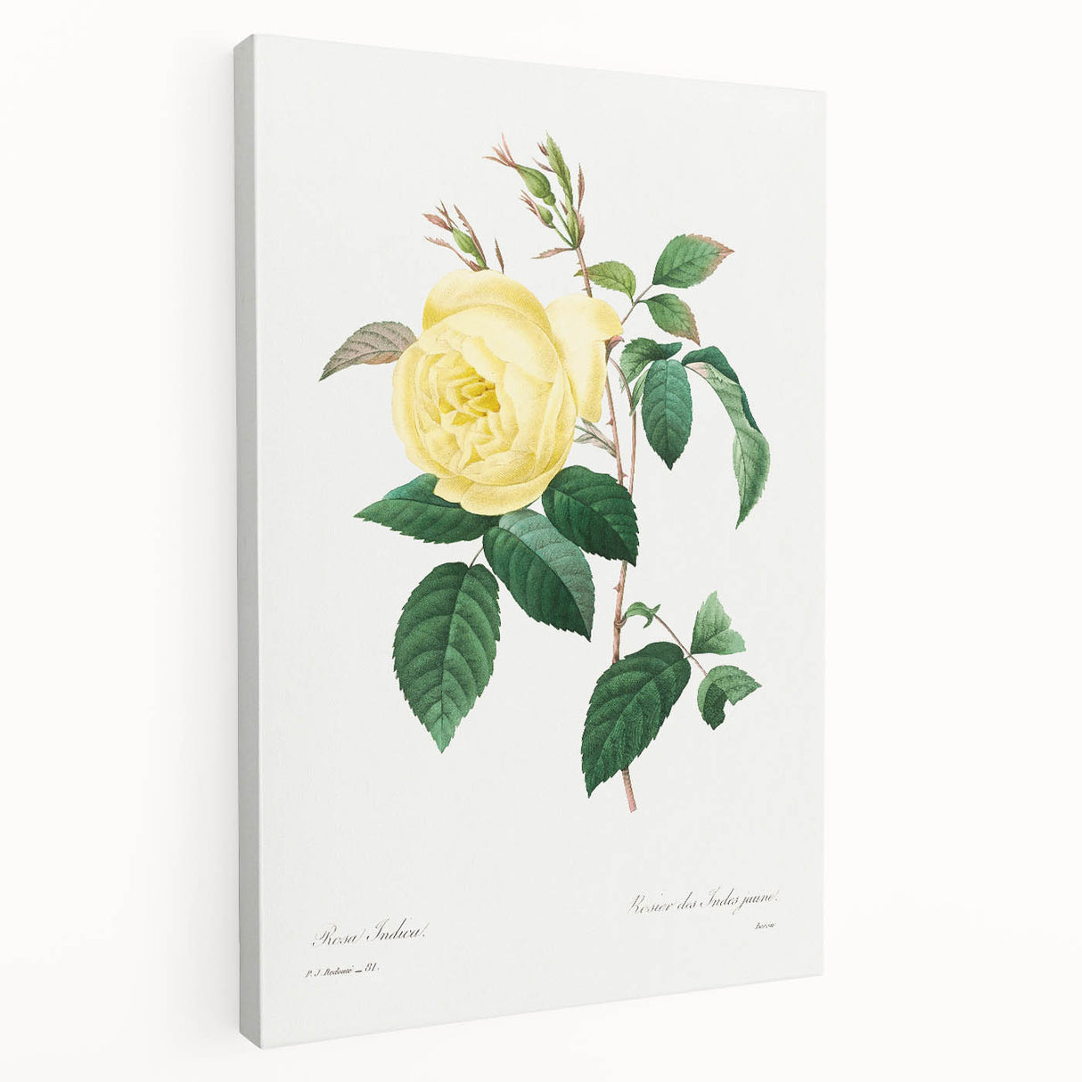 Neoclassical Art Print - Yellow Rose Botanical Illustration by Redouté