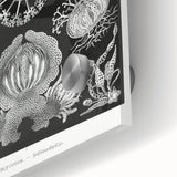 Modern Wall Art - Ernst Haeckel’s Ascomycetes Illustration