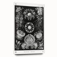 Modern Wall Art - Ernst Haeckel’s Ascomycetes Illustration