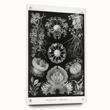 Modern Wall Art - Ernst Haeckel’s Ascomycetes Illustration