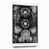 Modern Wall Art - Ernst Haeckel’s Ascomycetes Illustration