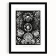 Modern Wall Art - Ernst Haeckel’s Ascomycetes Illustration