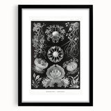 Modern Wall Art - Ernst Haeckel’s Ascomycetes Illustration