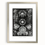 Modern Wall Art - Ernst Haeckel’s Ascomycetes Illustration